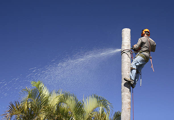 How Our Tree Care Process Works  in  Mcewen, TN